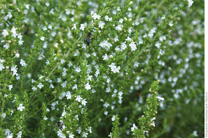 Чабер горный прекрасен в травяном сиропе. Фото автора
