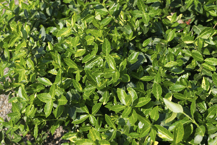 Бересклет Форчуна var. vegetus