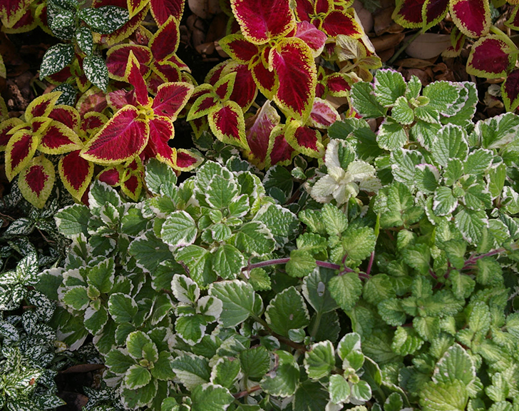 С другими декоративнолистными культурами плектрантусы создают настоящее живое панно. Фото автора