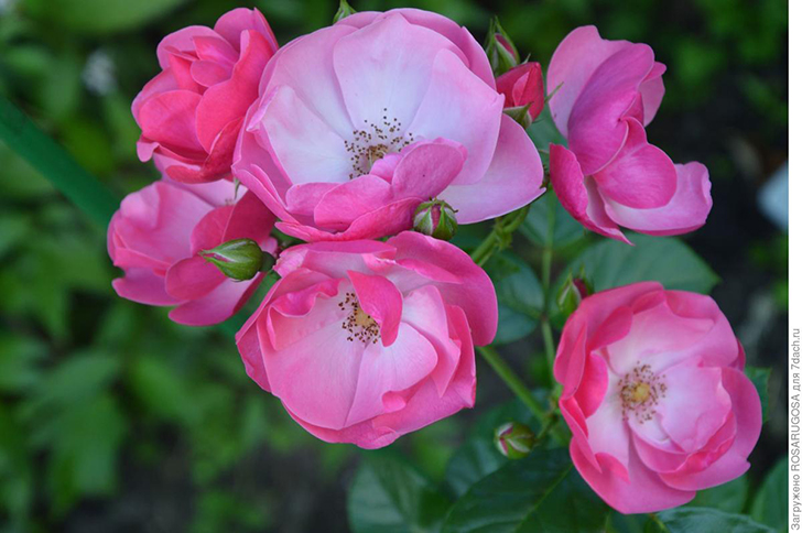 Цветки у розы 'Angela' с «ресничками» и малиновым реверсом. Фото автора