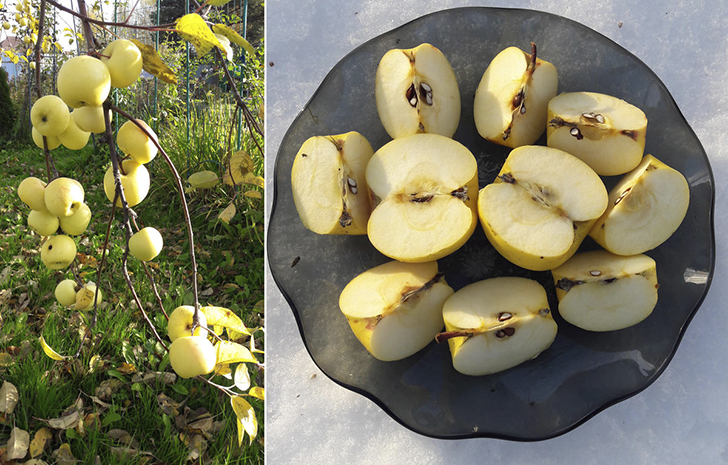 Яблоня 'Банан зимний'. Фото Татьяны (Tanyusik)