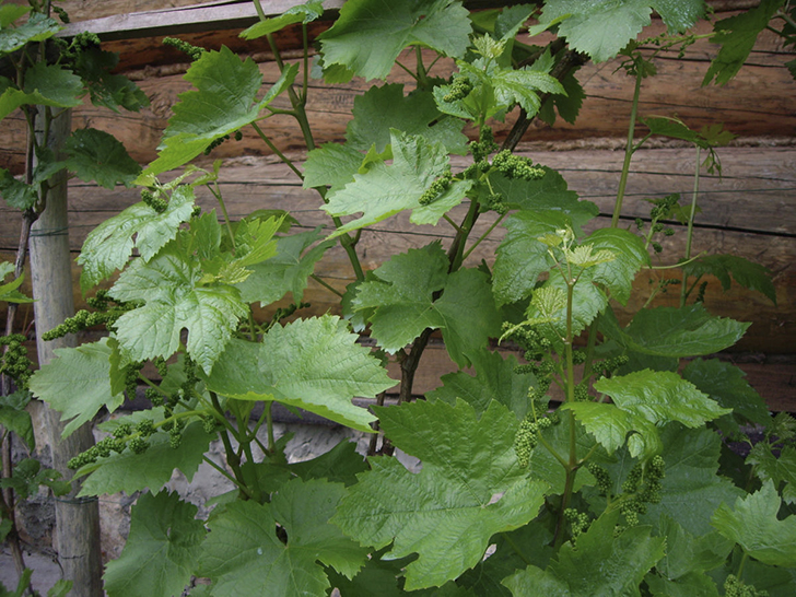 Виноградная лоза