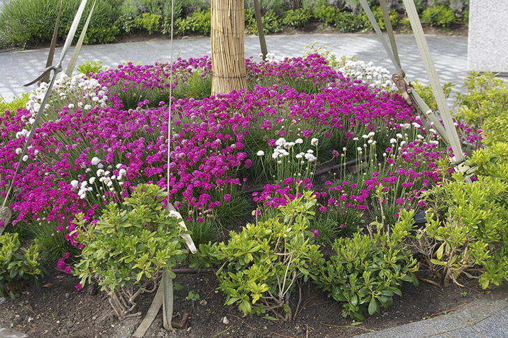 Армерия приморская в оформлении приствольного круга. Фото автора