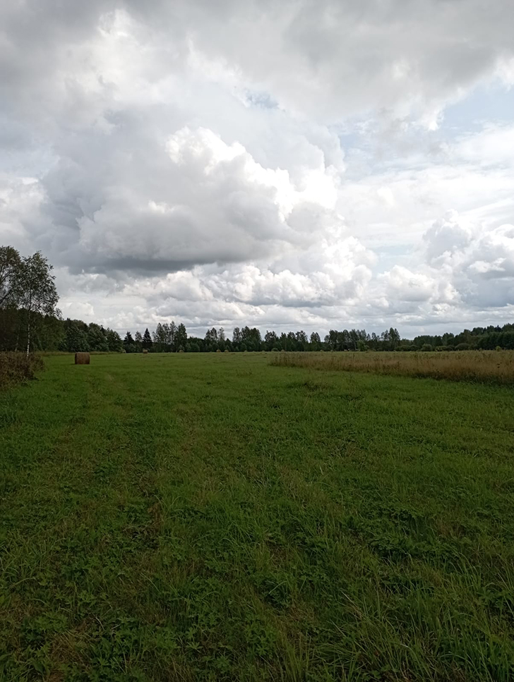 Открытие грибного сезона в д. Чернятино Клинского района (фото В.Молодцова, лето, 2025)