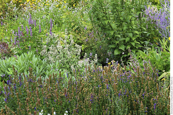 Растения для напитков. Фото автора