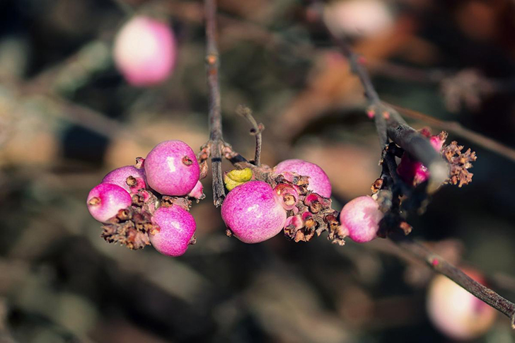 Гибриды Дооренбоса прославлены цветными плодами