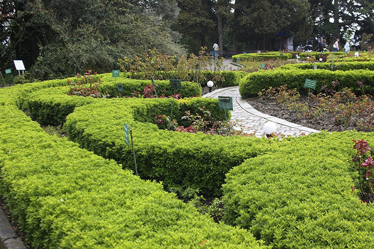 Бересклет японский 'Microphyllus' в розарии. Фото автора