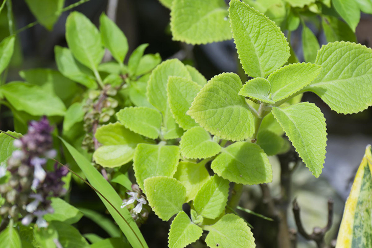 Плектрантус ароматный