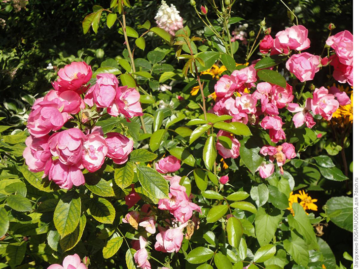 'Angela' славится редким здоровьем и выносливостью. Фото автора