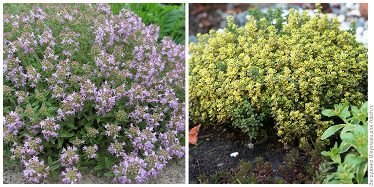 Тимьян обыкновенный и т. лимонный эффективны против комаров. Фото автора