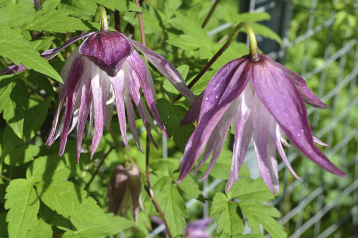 Клематис ‘Sorbet’ (‘Сорбет’)