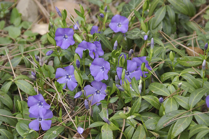 Барвинок малый. Фото автора