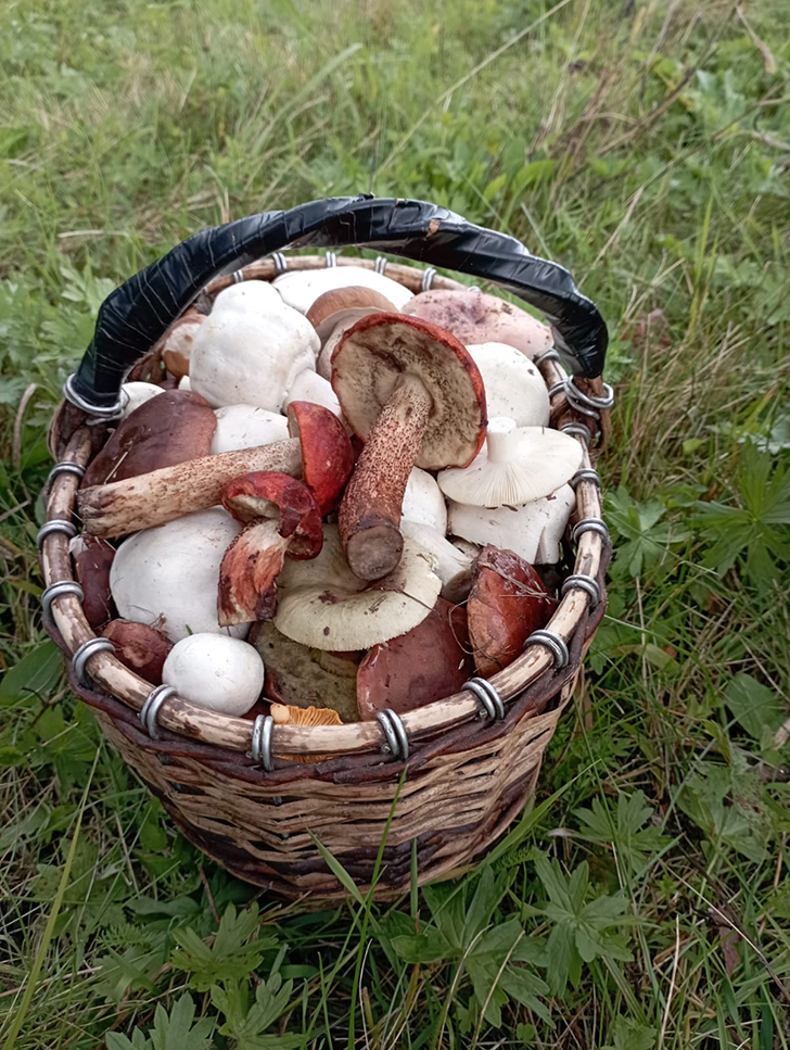 Открытие грибного сезона в д. Чернятино Клинского района (фото В.Молодцова, лето, 2025)