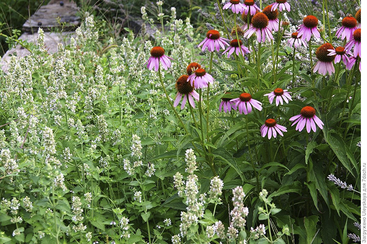 Котовник кошачий и эхинацея — акценты летнего цветника. Фото автора