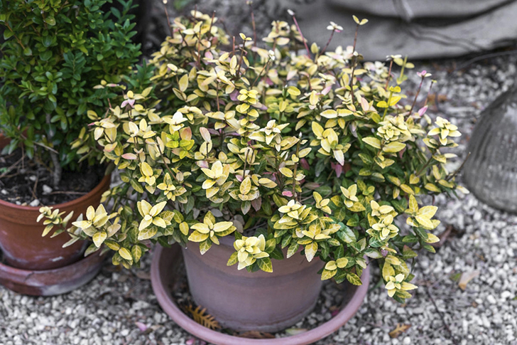 Бересклет японский 'Microphyllus Argenteovariegatus'