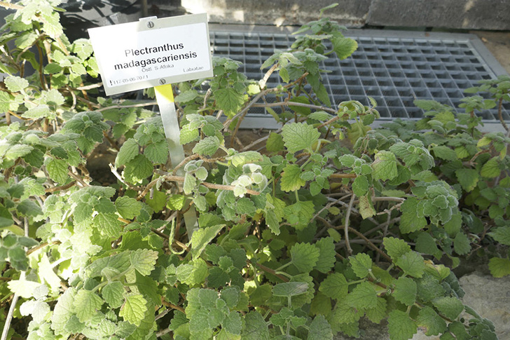 Плектрантус мадагаскарский. Фото с сайта upload.wikimedia.org