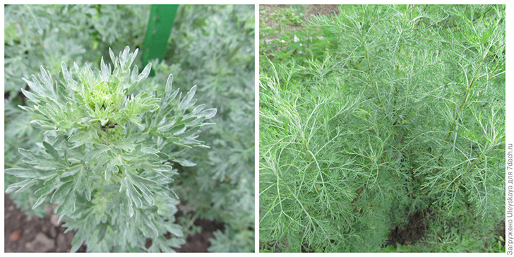 Полынь полевая и п. лечебная или божье дерево на страже дачи. Фото автора