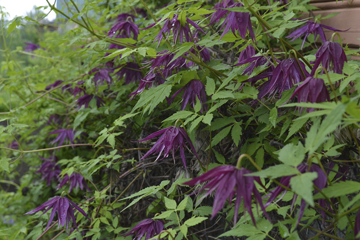 Клематис ‘Octopus’ (‘Октопус’)