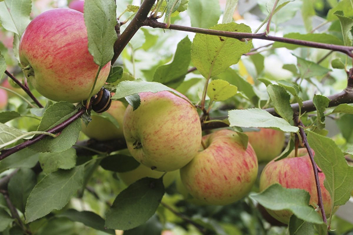 Яблоня 'Бельфлер башкирский'. Фото Елены Столповской (ok_415907067157)