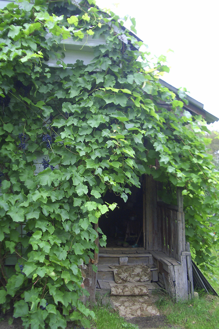 Предоставленный сам себе, виноград быстро осваивает пространство