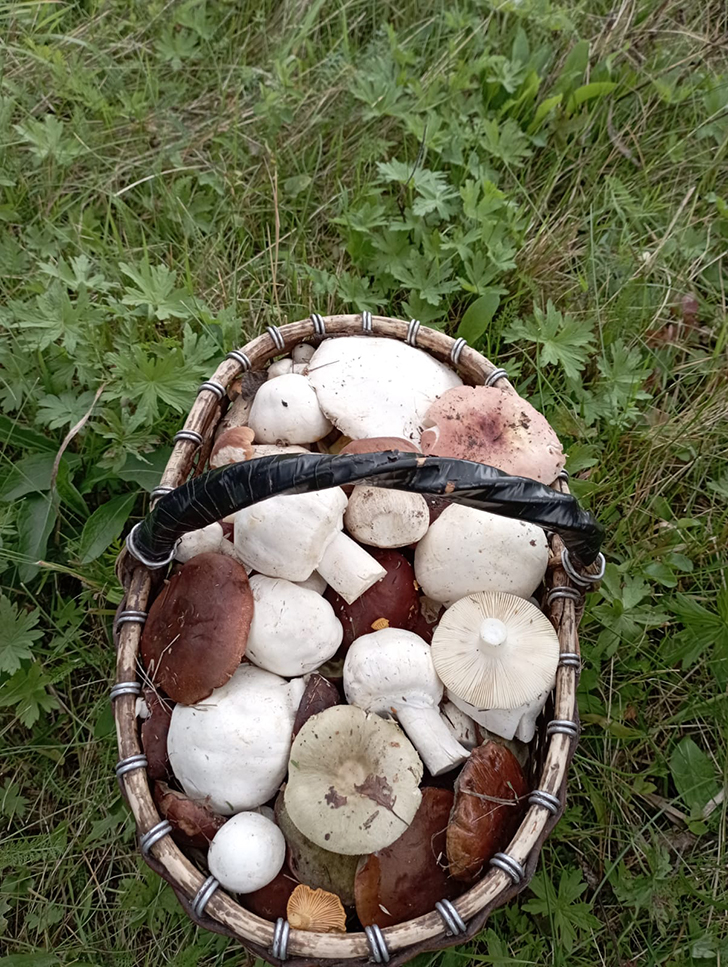 Открытие грибного сезона в д. Чернятино Клинского района (фото В.Молодцова, лето, 2025)