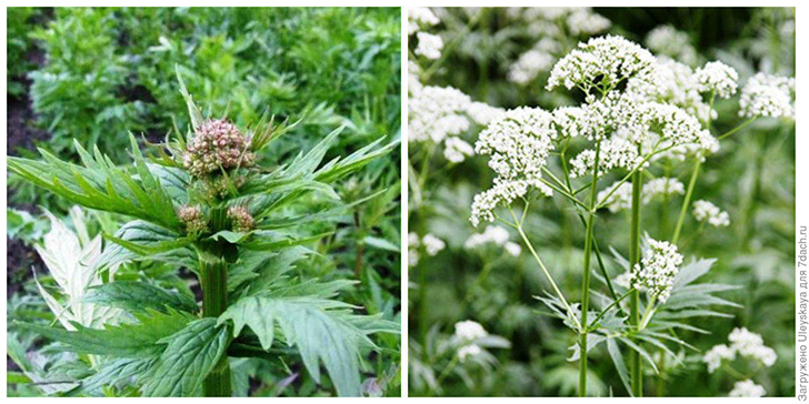 Валериана лекарственная в бутонизации. Фото с сайта xcook.info. Она в цветении. Фото с сайта floraprice.ru