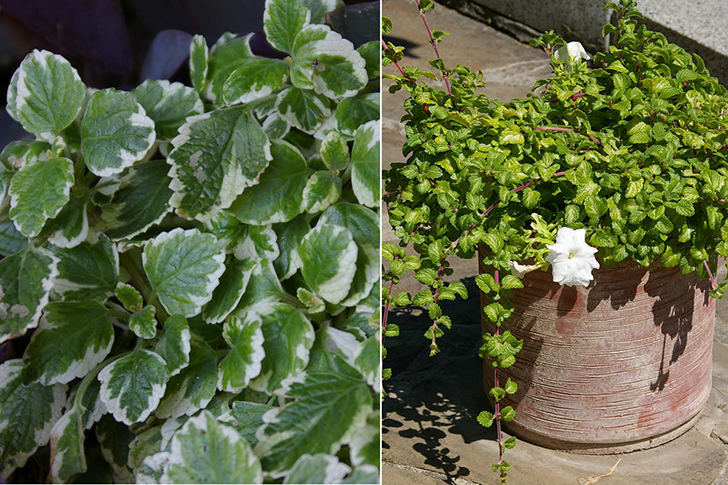 Слева: 'Variegated Mintleaf'. Справа: 'Lothlorien'. Фото автора