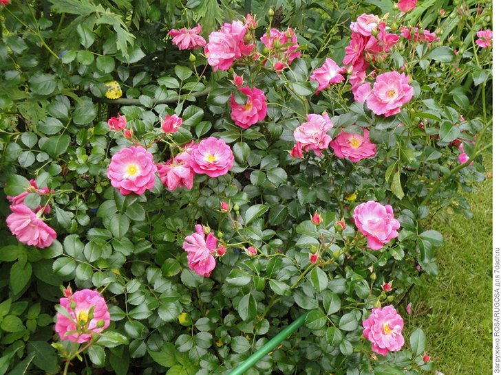 'Palmengarten Frankfurt' — шедевр селекции Кордеса. Фото автора