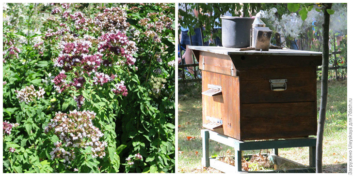 Душица обыкновенная. Фото автора. Натертый душицей улей. Фото автора