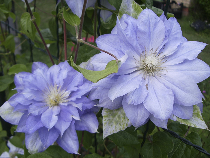 Клематис ‘Mazury’ (‘Мазури’)
