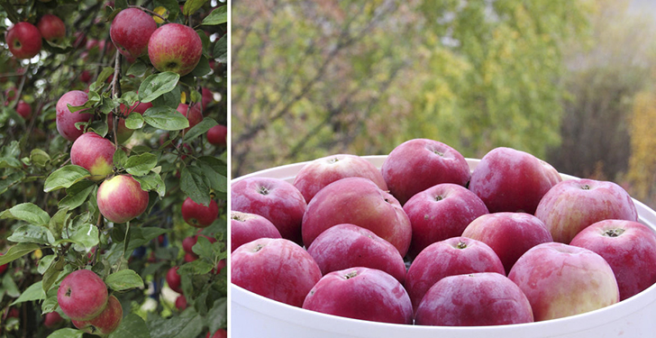 Яблоня 'Звездочка'. Слева — фото Никулиной Татьяны (TanyaNikulinaLeonova). Справа — фото Светланы (SvetlanaDo)