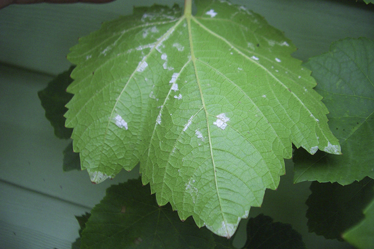 Виноград в теплую сырую погоду поражается болезнями