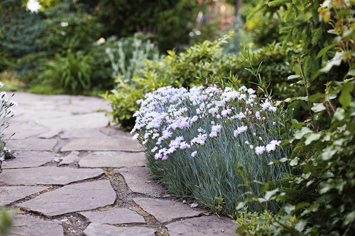 Гвоздика перистая