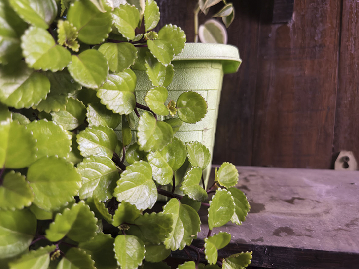 Плектрантус мутовчатый