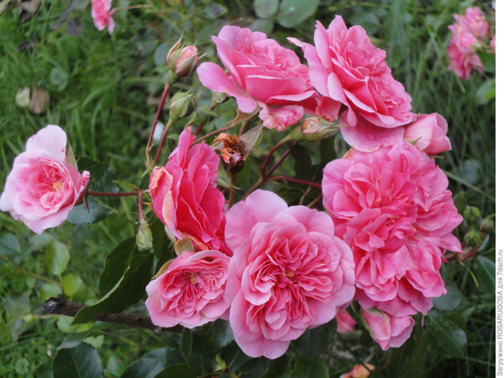 У розы 'Les Quatre Saisons' окраска лепестков неравномерная. Фото автора