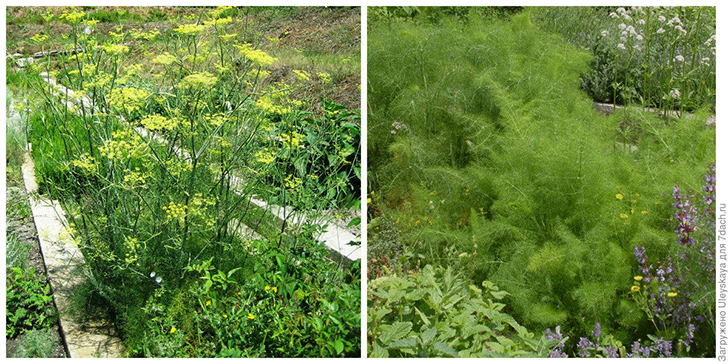 Фенхель-солитер и рядовая посадка из него. Фото автора