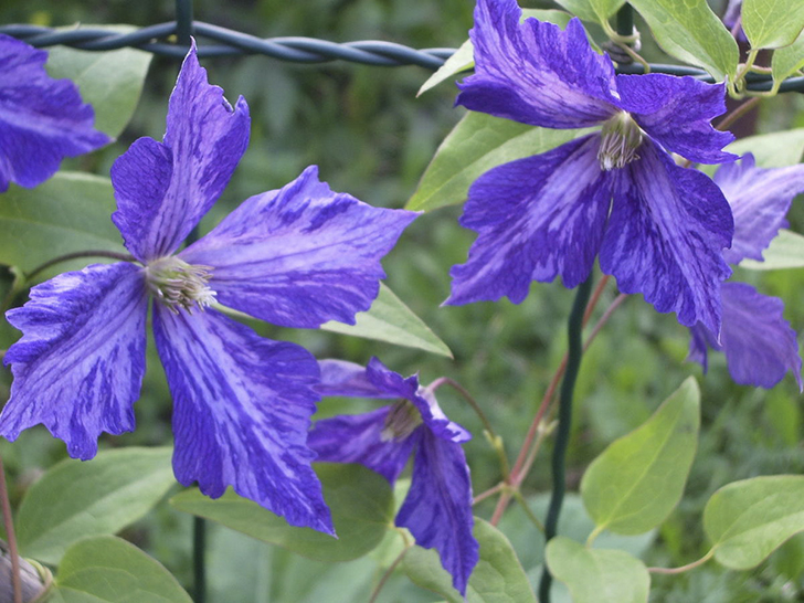 Клематис ‘Tie Dye’ (‘Тай Дай’)