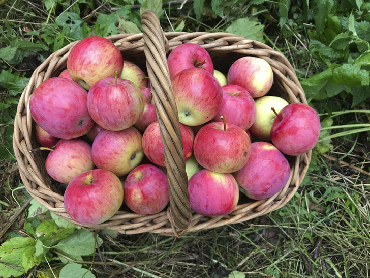 Яблоки сорта 'Иедзену'. Фото Марии (Sad_na_Volge)