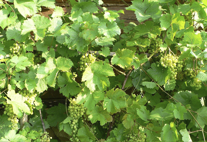 Защита от болезней: либо регулярно опрыскивать растения, либо выбирать устойчивые сорта