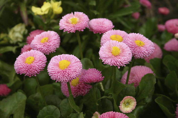 Маргаритка многолетняя. Фото автора