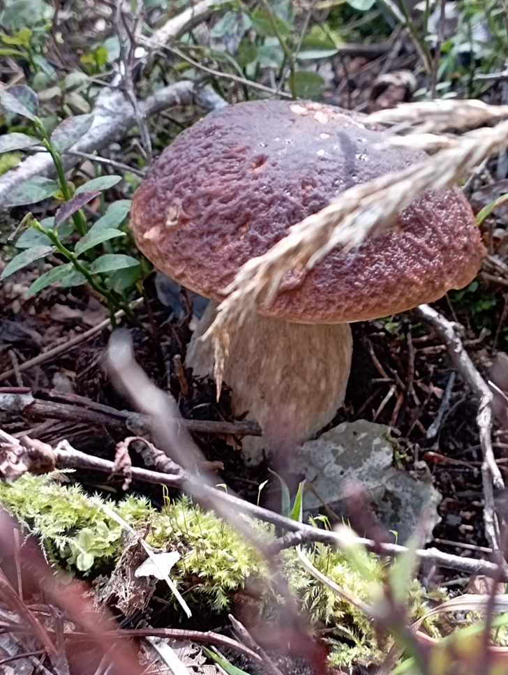 Открытие грибного сезона в д. Чернятино Клинского района (фото В.Молодцова, лето, 2025)