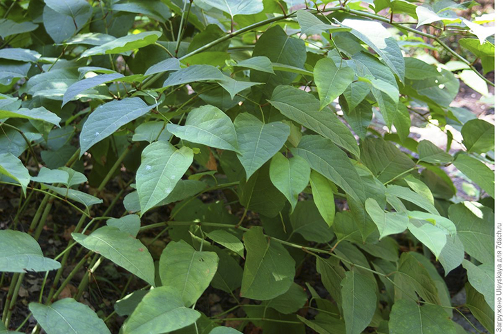 Гречиха сахалинская. Фото автора