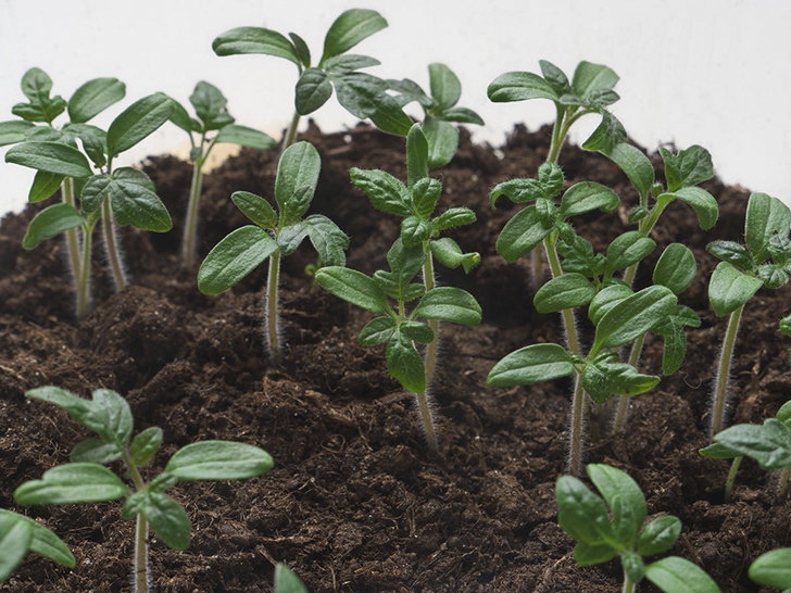 Всхожесть семян томатов сохраняется 5-6 лет