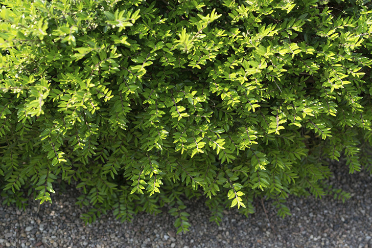 Жимолость шапочная