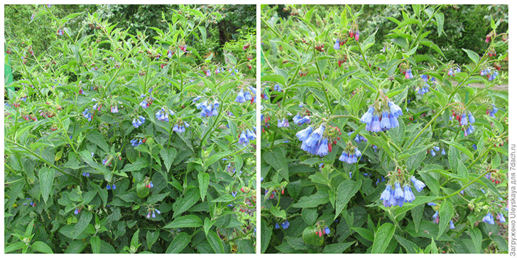 Окопник в цветении. Фото автора