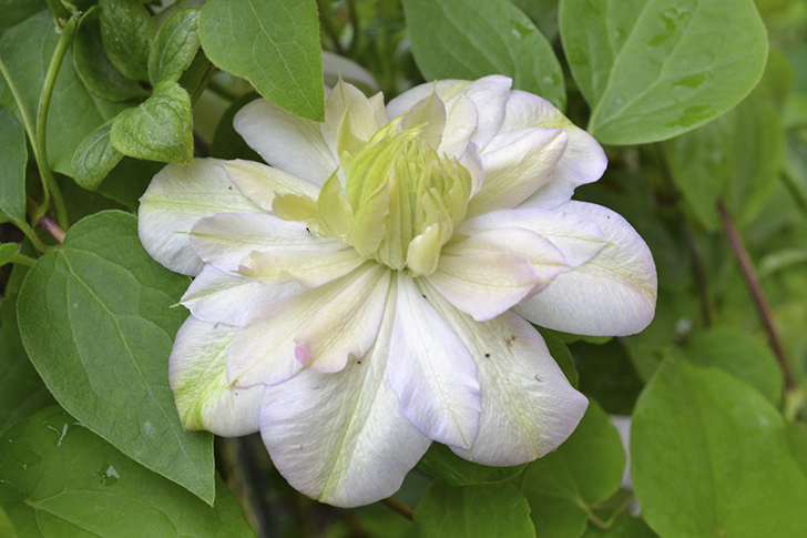 Клематис ‘Innocent Blush’ (‘Иносент Блаш’)