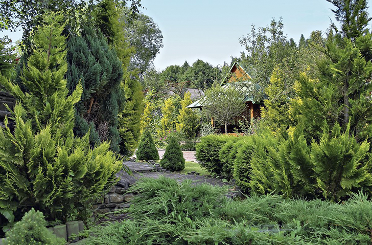 «Визитной карточкой» вашего сада может стать чудесная коллекция разнообразных хвойных