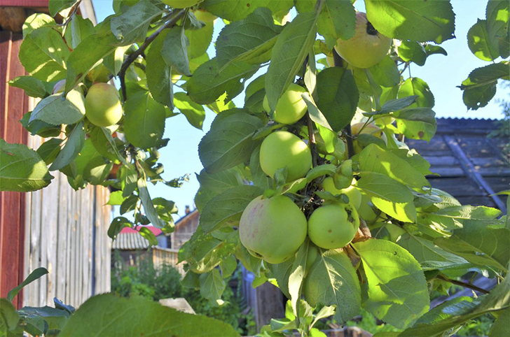 Яблоня сорта 'Имрус'. Фото Татьяны Смирновой (tttsss)