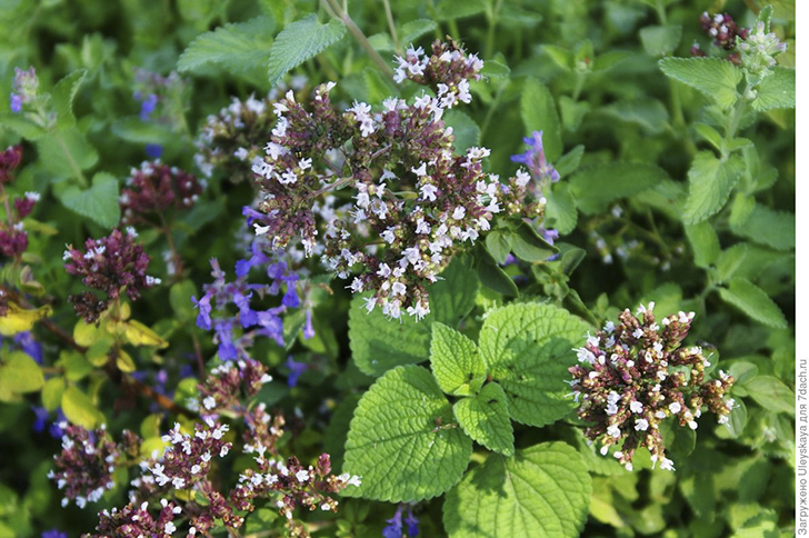 Душица обыкновенная. Фото автора