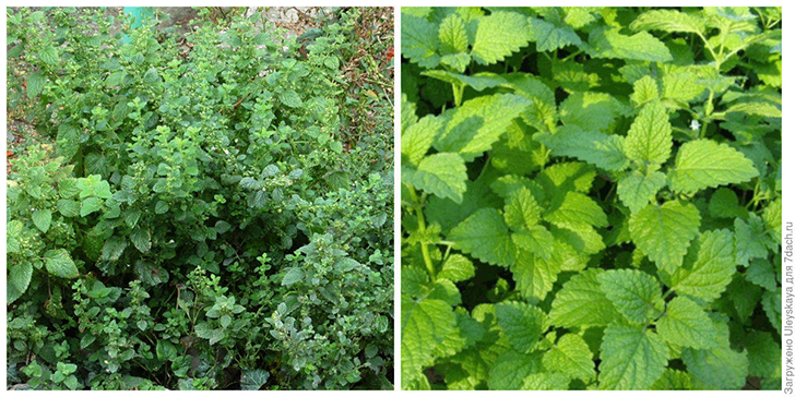 Мелисса лекарственная. Фото автора. Бордюр из неё. Фото с сайта healthwill.ru